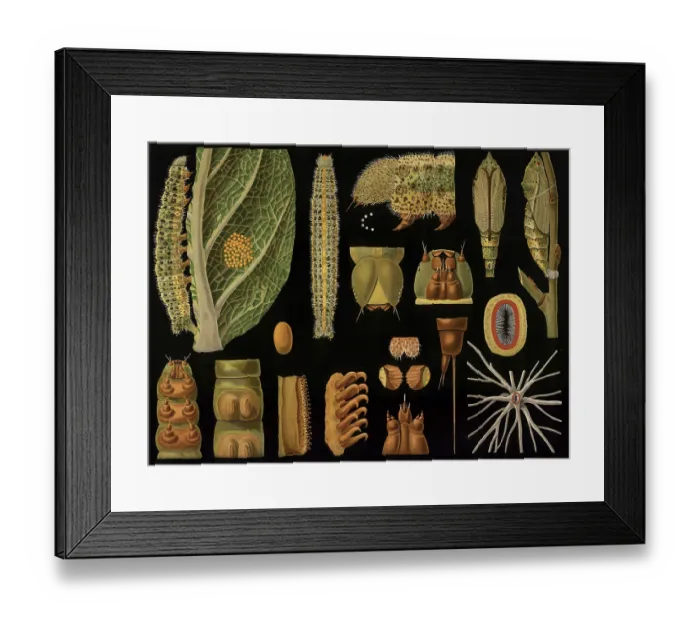 Framed Print : Scientific illustration with details
