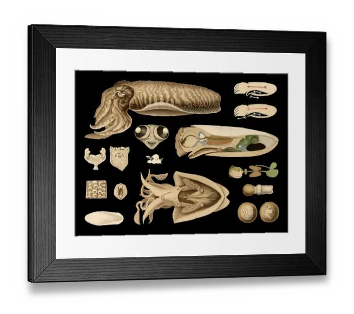 Framed Print : Scientific illustration with details Framed Print : Scientific illustration with details