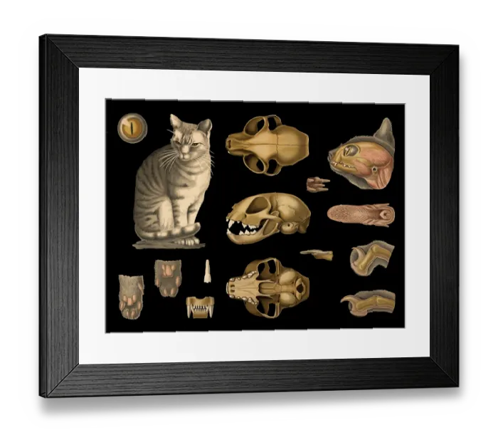 Framed Print : Scientific illustration with details Framed Print : Scientific illustration with details