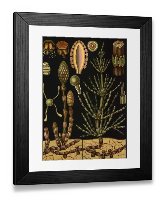 Framed Print : Scientific illustration with details