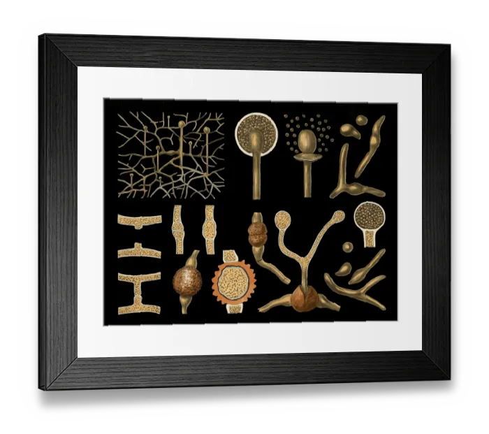 Framed Print : Scientific illustration with details Framed Print : Scientific illustration with details
