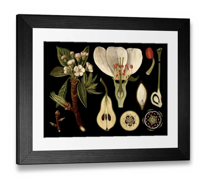 Framed Print : Scientific illustration with details
