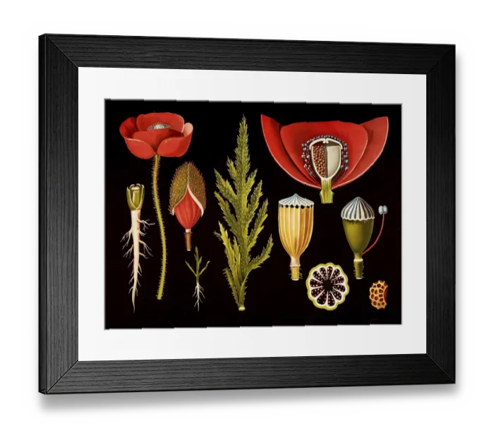 Framed Print : Scientific illustration with details Framed Print : Scientific illustration with details