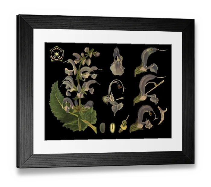 Framed Print : Scientific illustration with details Framed Print : Scientific illustration with details