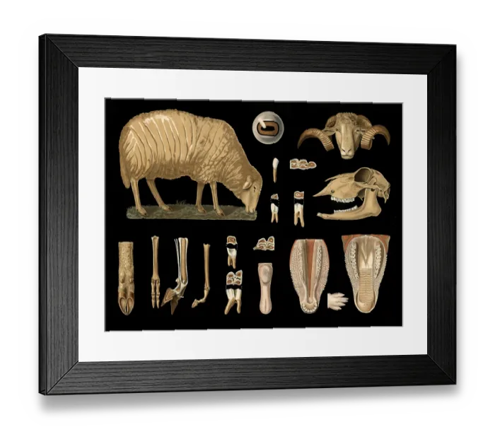 Framed Print : Scientific illustration with details