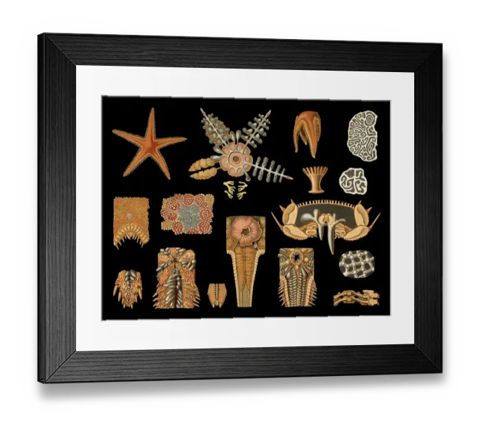 Framed Print : Scientific illustration with details Framed Print : Scientific illustration with details