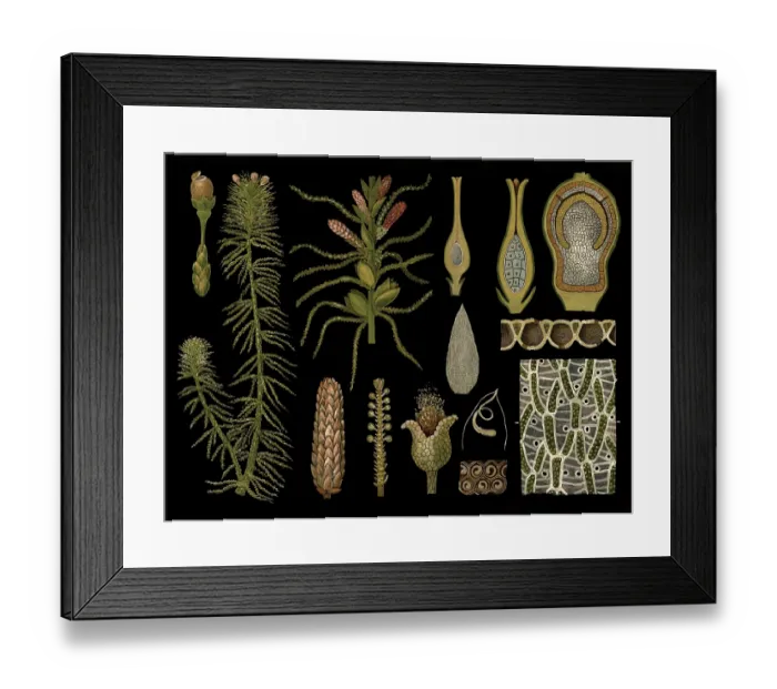 Framed Print : Scientific illustration with details Framed Print : Scientific illustration with details
