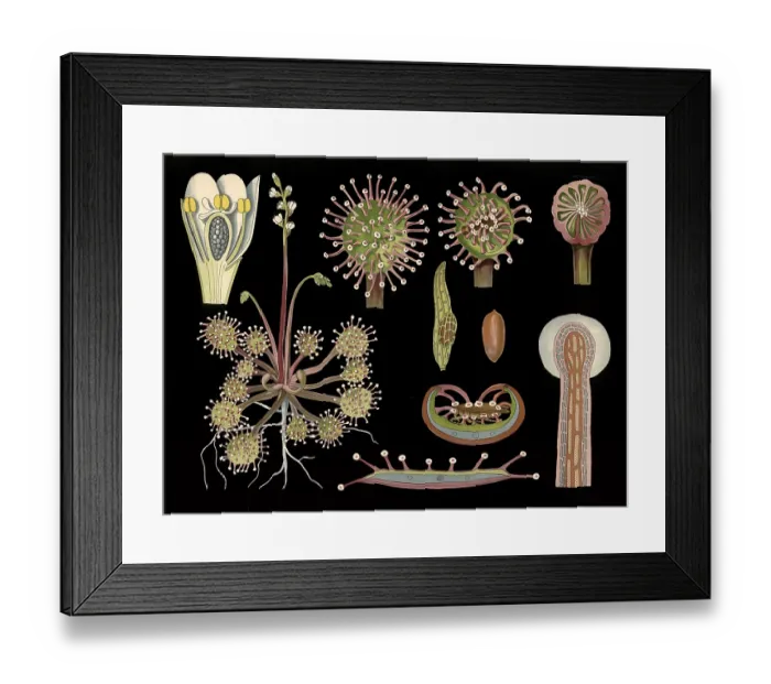 Framed Print : Scientific illustration with details