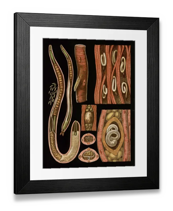 Framed Print : Scientific illustration with details