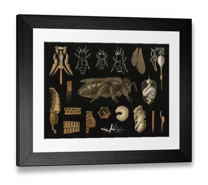 Framed Print : Scientific illustration with details