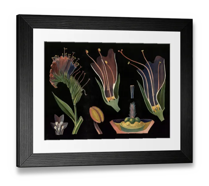 Framed Print : Scientific illustration with details Framed Print : Scientific illustration with details