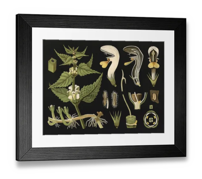 Framed Print : Scientific illustration with details Framed Print : Scientific illustration with details