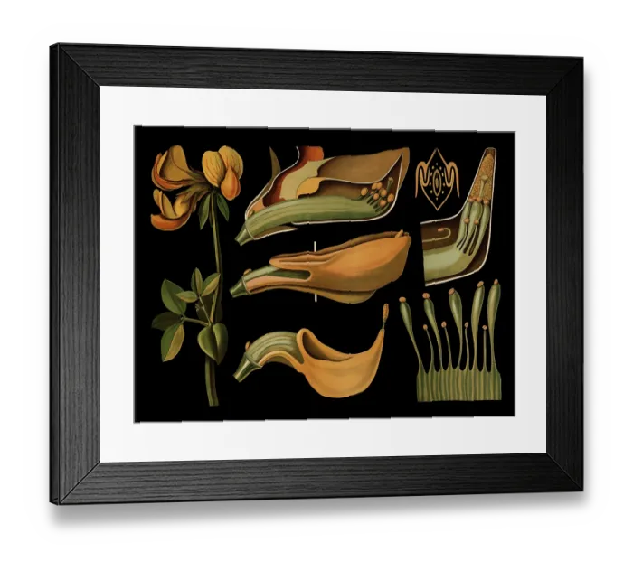 Framed Print : Scientific illustration with details Framed Print : Scientific illustration with details