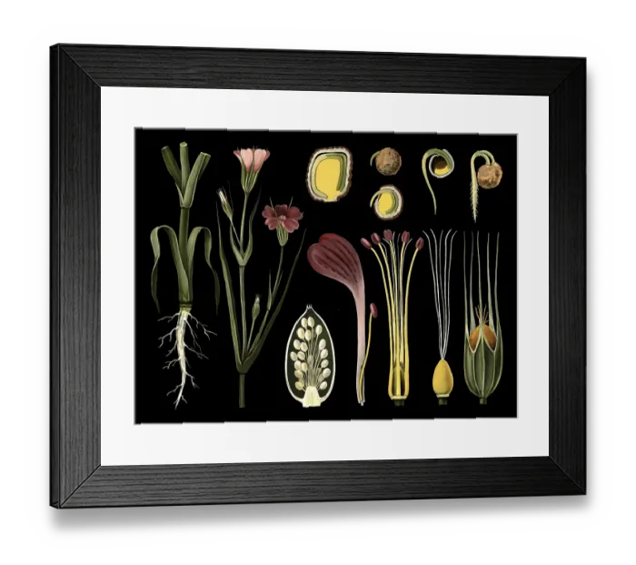 Framed Print : Scientific illustration with details Framed Print : Scientific illustration with details