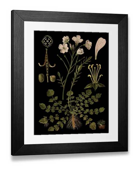 Framed Print : Scientific illustration with details Framed Print : Scientific illustration with details