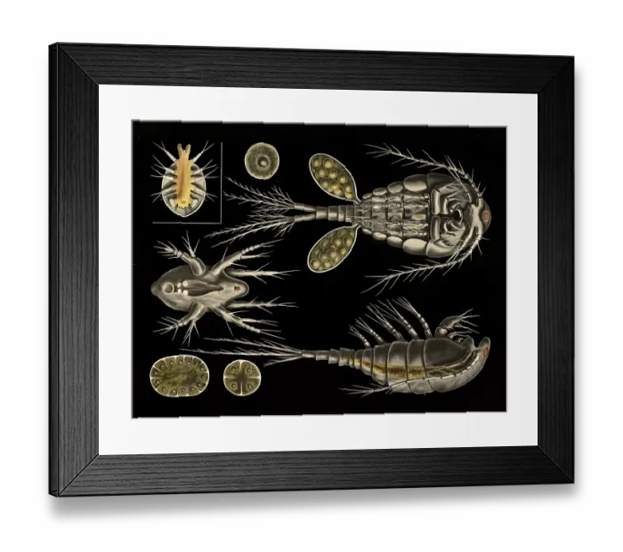 Framed Print : Scientific illustration with details Framed Print : Scientific illustration with details