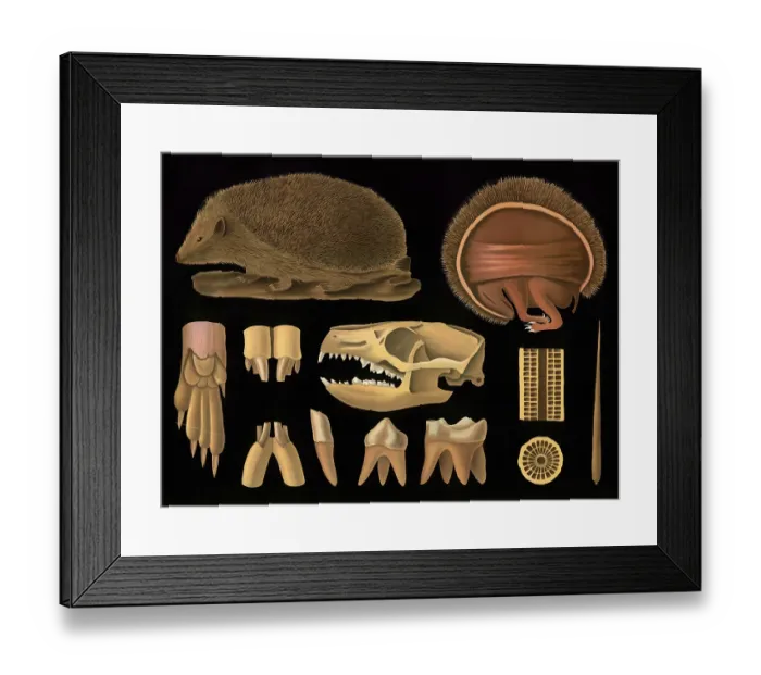 Framed Print : Scientific illustration with details