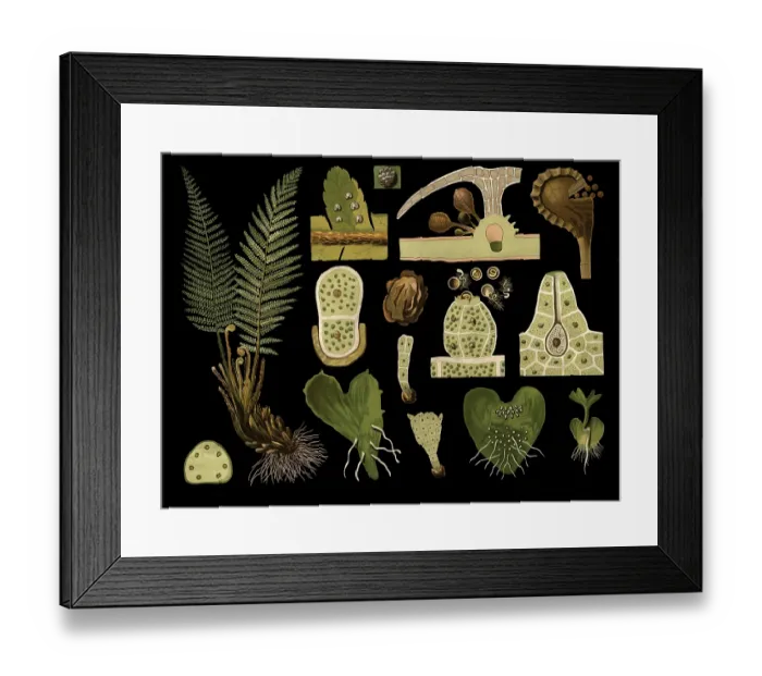 Framed Print : Scientific illustration with details