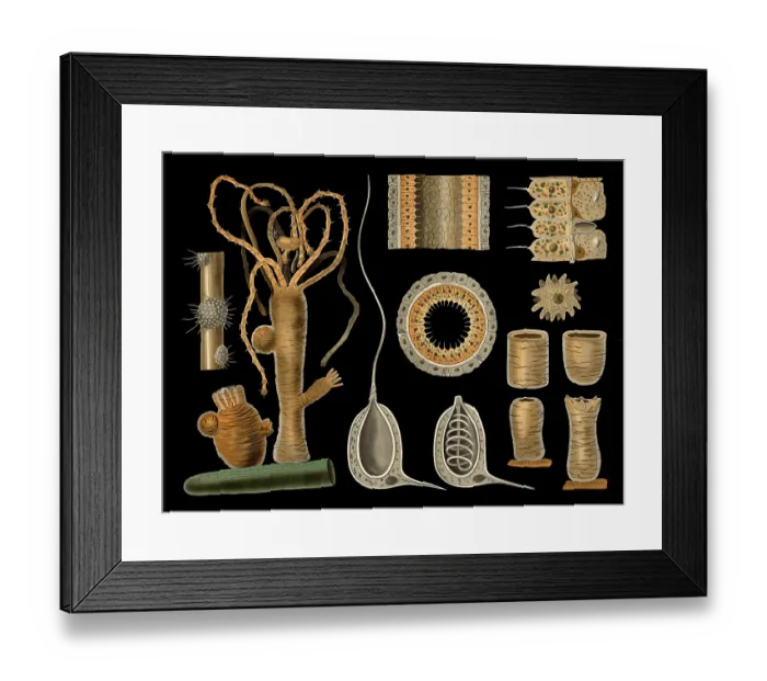 Framed Print : Scientific illustration with details