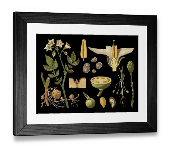 Framed Print : Scientific illustration with details