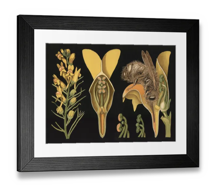Framed Print : Scientific illustration with details
