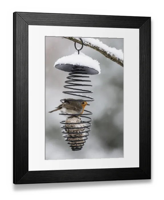 Framed Print : Robin (Erithacus rubecula) in the tit dumpling dispenser Framed Print : Robin (Erithacus rubecula) in the tit dumpling dispenser