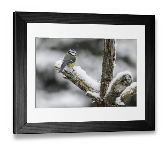 Framed Print : Blue tit (Parus caerulea), Emsland