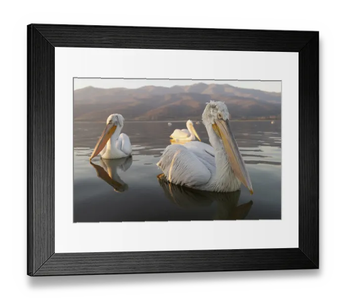 Framed Print : Dalmatian Pelican (Pelecanus crispus) Framed Print : Dalmatian Pelican (Pelecanus crispus)