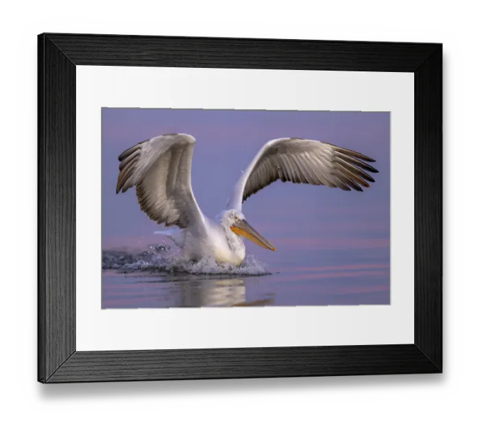 Framed Print : Dalmatian Pelican (Pelecanus crispus)