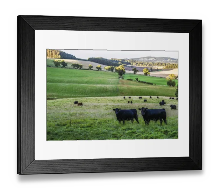 Framed Print : Bulls and Cows on Scottish Borders Farms Framed Print : Bulls and Cows on Scottish Borders Farms
