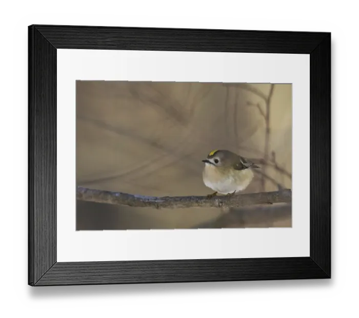 Framed Print : A goldcrest (Regulus regulus) sits quietly on a branch in a wintry atmosphere Framed Print : A goldcrest (Regulus regulus) sits quietly on a branch in a wintry atmosphere