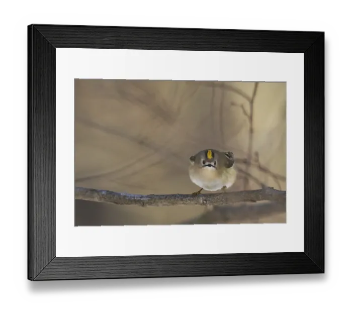 Framed Print : A goldcrest (Regulus regulus) on a branch looks attentively into the camera in a quiet forest environment
