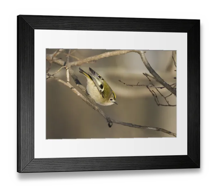 Framed Print : A goldcrest (Regulus regulus) balancing on a branch in a winter woodland
