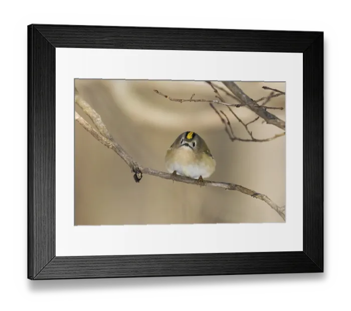 Framed Print : A goldcrest (Regulus regulus) sits curiously on a thin branch in a wintry landscape