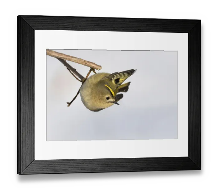 Framed Print : A goldcrest (Regulus regulus) hanging upside down on a branch against a light-coloured background