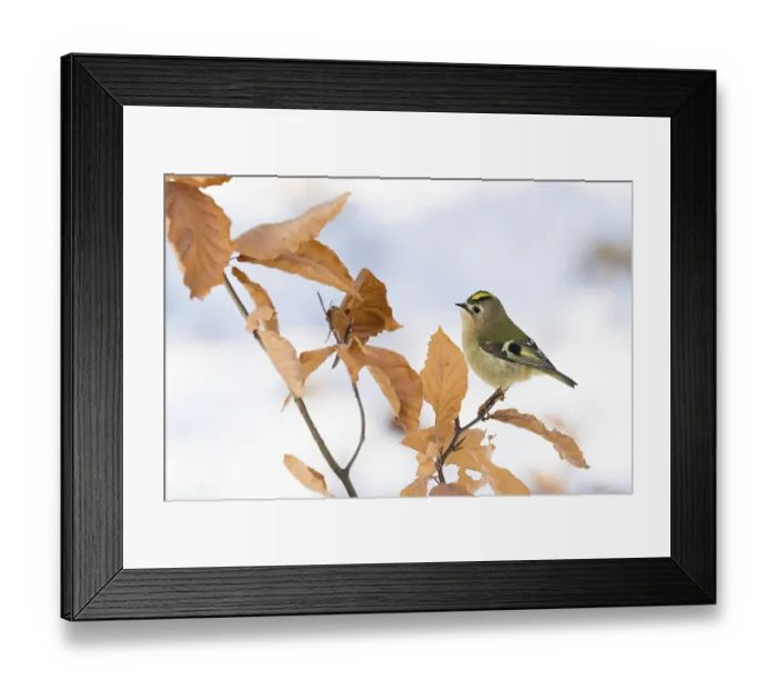 Framed Print : A goldcrest (Regulus regulus) sitting on a branch with dry leaves in winter