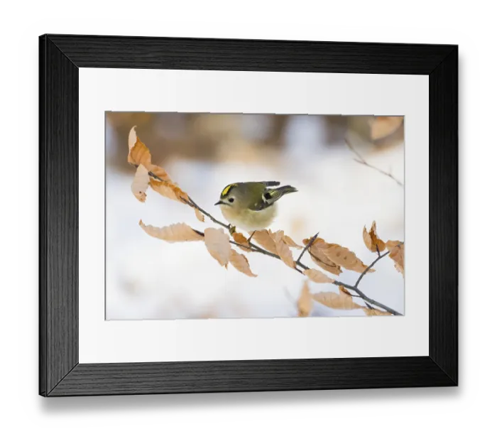 Framed Print : A goldcrest (Regulus regulus) sitting on a branch with dry leaves Framed Print : A goldcrest (Regulus regulus) sitting on a branch with dry leaves