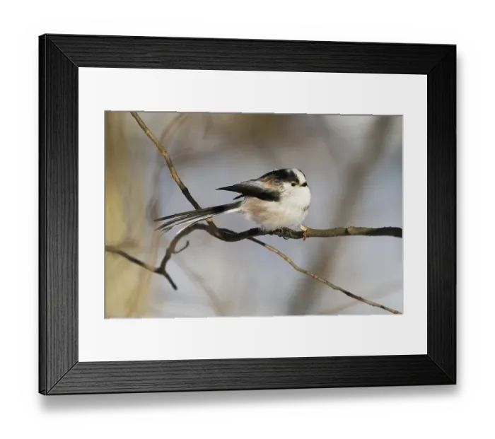 Framed Print : A long-tailed tit (Aegithalos caudatus) sitting on a branch in wintry surroundings