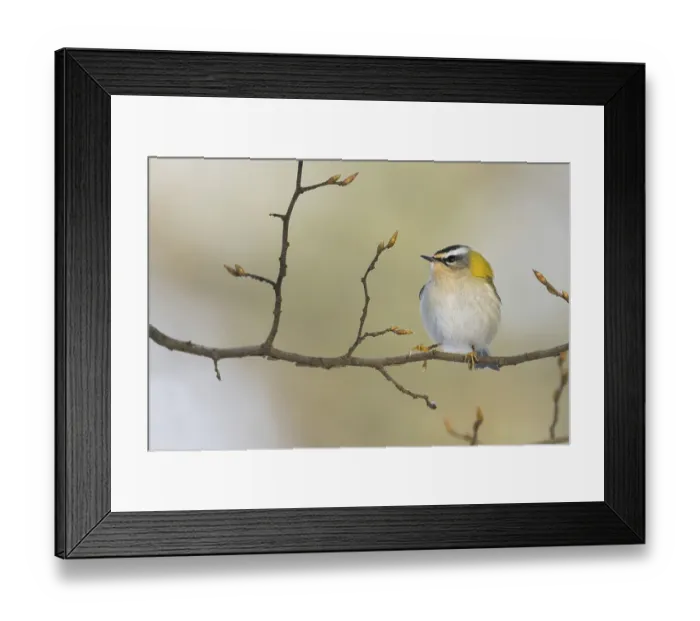 Framed Print : A goldcrest (Regulus regulus) sitting on a branch with fresh buds against a blurred background Framed Print : A goldcrest (Regulus regulus) sitting on a branch with fresh buds against a blurred background