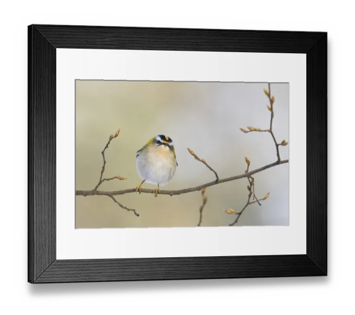 Framed Print : A goldcrest (Regulus regulus) sits on a delicate branch with fresh buds in a spring-like atmosphere Framed Print : A goldcrest (Regulus regulus) sits on a delicate branch with fresh buds in a spring-like atmosphere