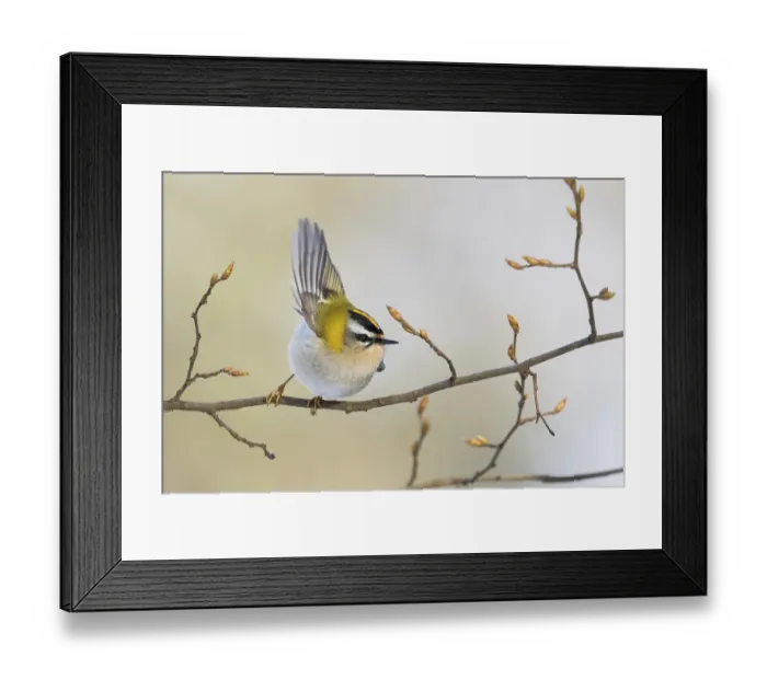Framed Print : A goldcrest (Regulus regulus) taking off from a branch with fresh buds