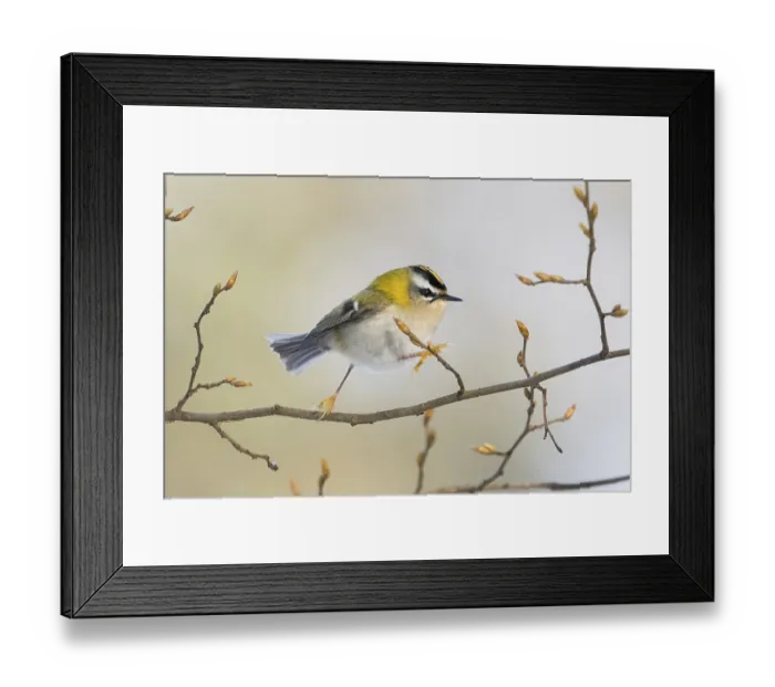 Framed Print : A goldcrest (Regulus regulus) moves on a filigree branch with fresh buds Framed Print : A goldcrest (Regulus regulus) moves on a filigree branch with fresh buds