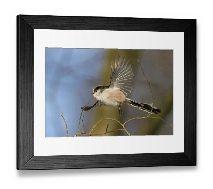 Framed Print : A long-tailed tit (Aegithalos caudatus) in flight against a blue sky background