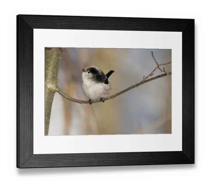Framed Print : A long-tailed tit (Aegithalos caudatus) sits quietly on a branch against a wintry backdrop