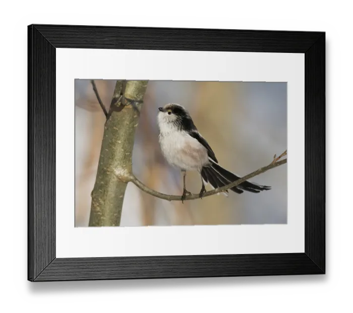 Framed Print : A long-tailed tit (Aegithalos caudatus) stands on a branch with an attentive gaze against a wintry backdrop