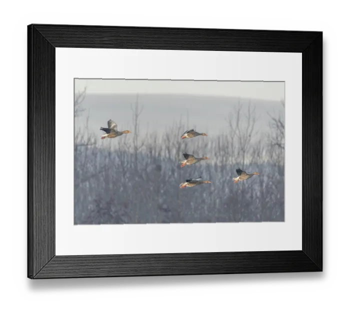 Framed Print : Greylag goose (Anser anser) moving in the clear sky Framed Print : Greylag goose (Anser anser) moving in the clear sky