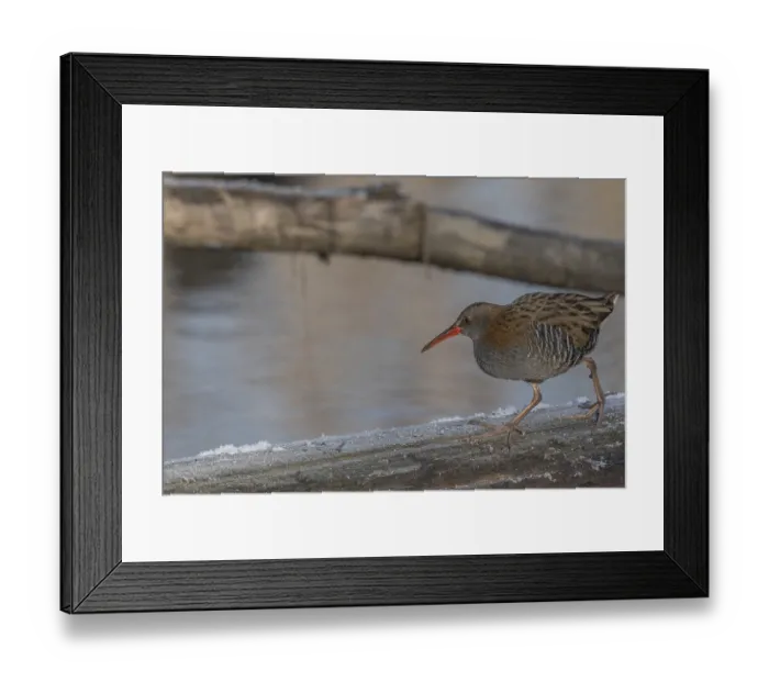 Framed Print : Water Rail (Rallus aquaticus) runs along a branch at the edge of the water in the moor