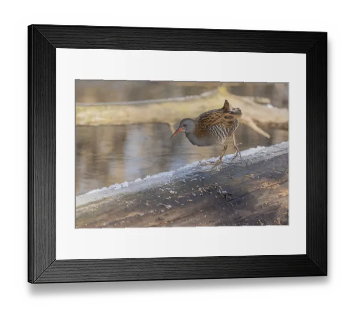 Framed Print : Water Rail (Rallus aquaticus) runs along a branch at the edge of the water in the moor