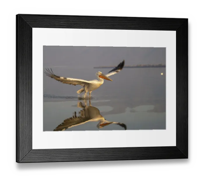Framed Print : Dalmatian Pelican (Pelecanus crispus)