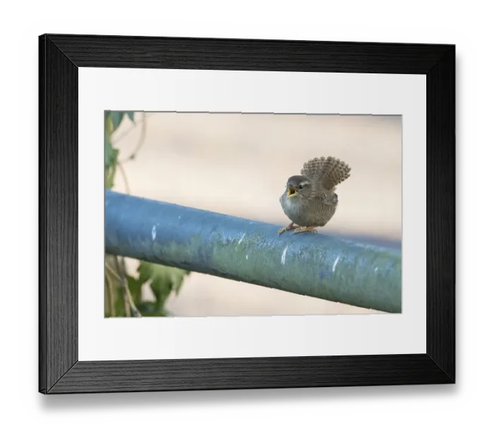 Framed Print : A wren (Troglodytes troglodytes) sits on a railing and sings